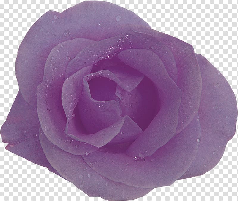 Purple Centifolia roses Flower Lilac Lavender, lilac transparent background PNG clipart