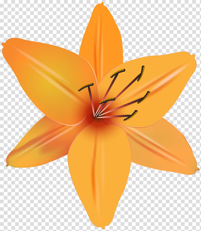 orange lily flower, file formats Lossless compression, Orange Flower transparent background PNG clipart