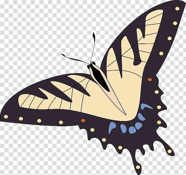 Butterfly Papillon dog Morpho peleides Insect , glossy butterflys transparent background PNG clipart