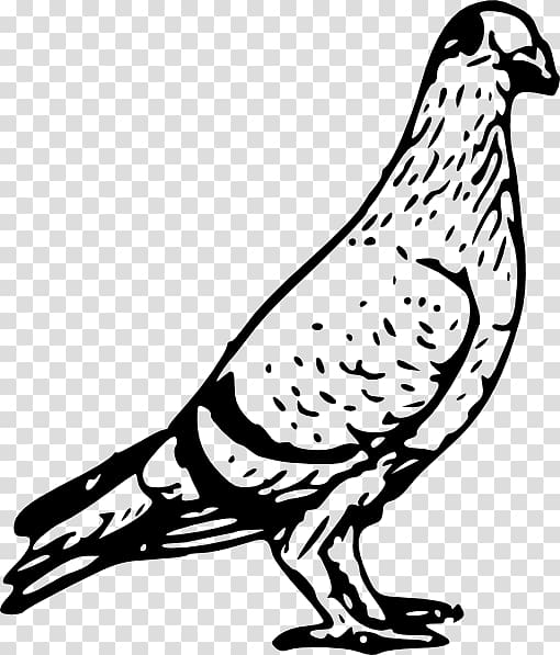 Homing pigeon Columbidae Bird Pigeon post , pigeon transparent background PNG clipart