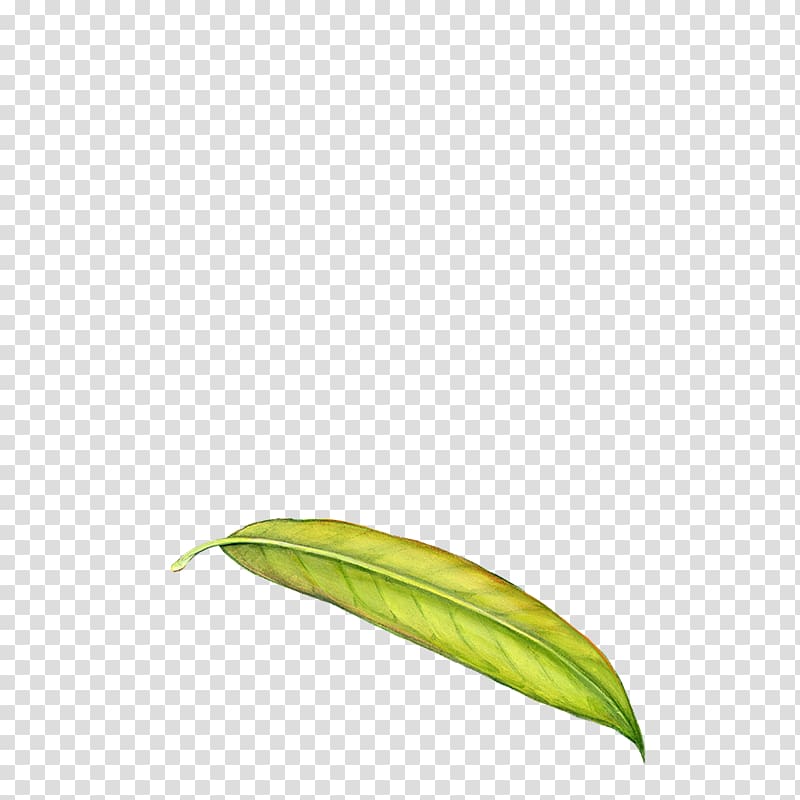 Leaf Bud Plant stem Tree Forest, young leaves transparent background PNG clipart