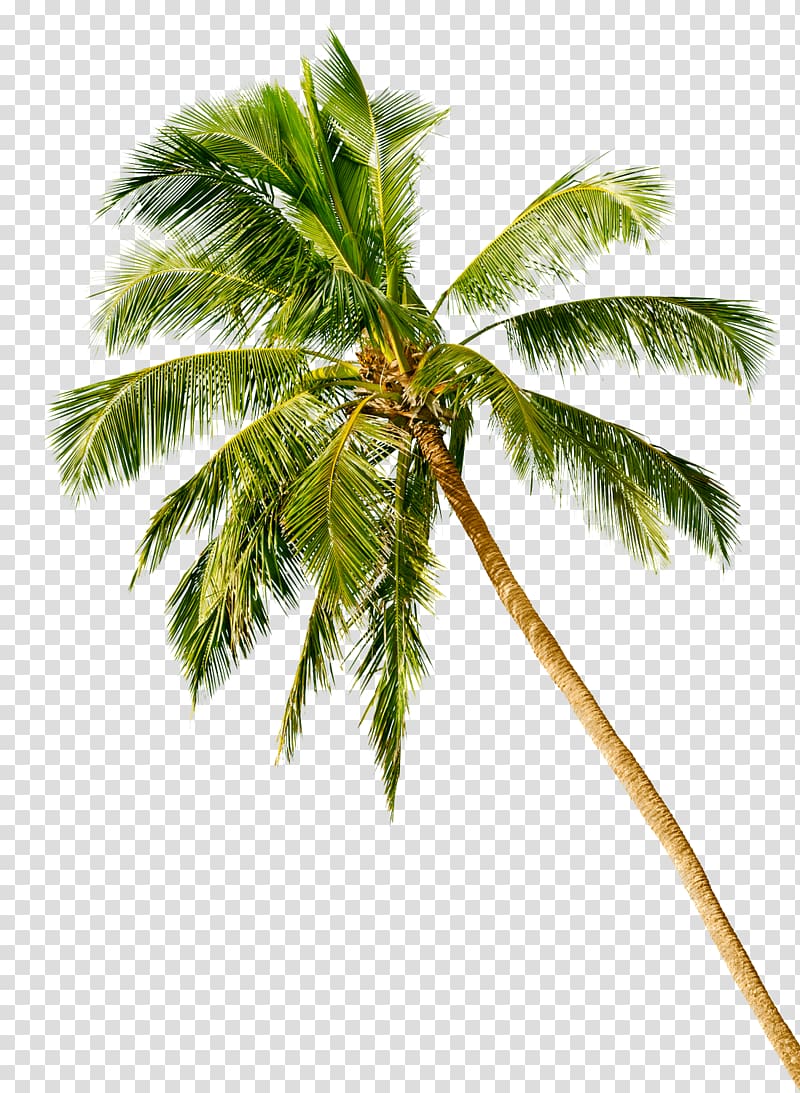 Arecaceae Coconut Tree Cordyline australis Trachycarpus fortunei, coconut tree transparent background PNG clipart