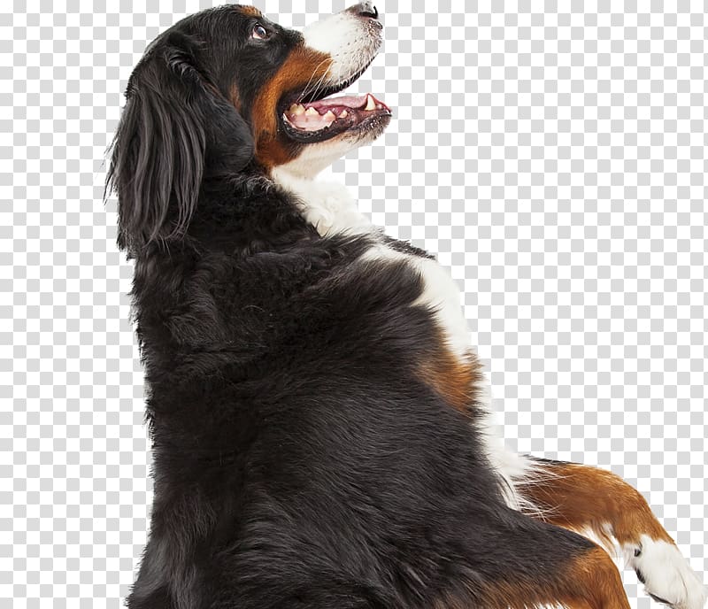 Bernese Mountain Dog Dog breed Pet Cat Guard dog, flea transparent background PNG clipart