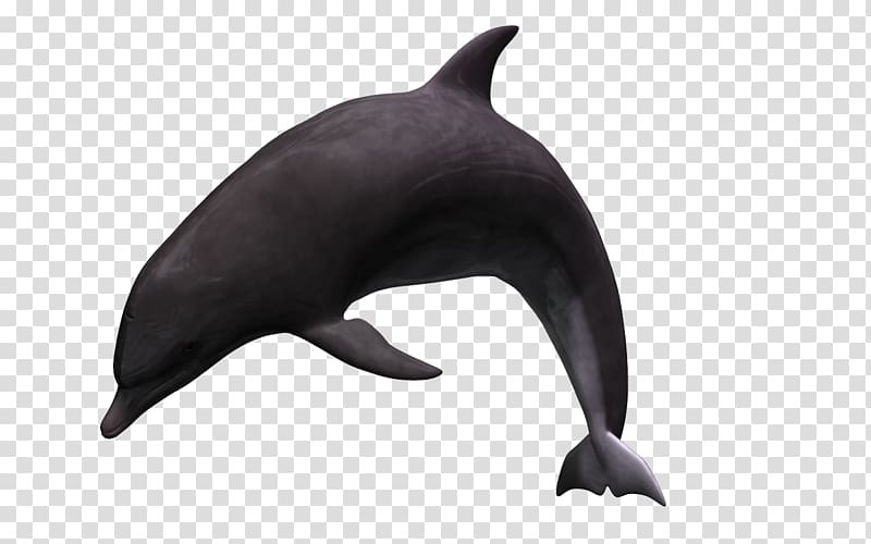 Tucuxi Common bottlenose dolphin 3D computer graphics, 3d cartoon 3d transparent background PNG clipart