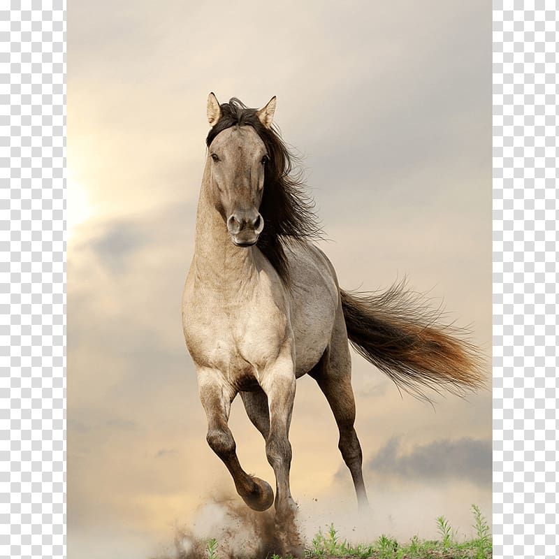 Clydesdale horse Gallop Stallion Wild horse , fine horse transparent background PNG clipart