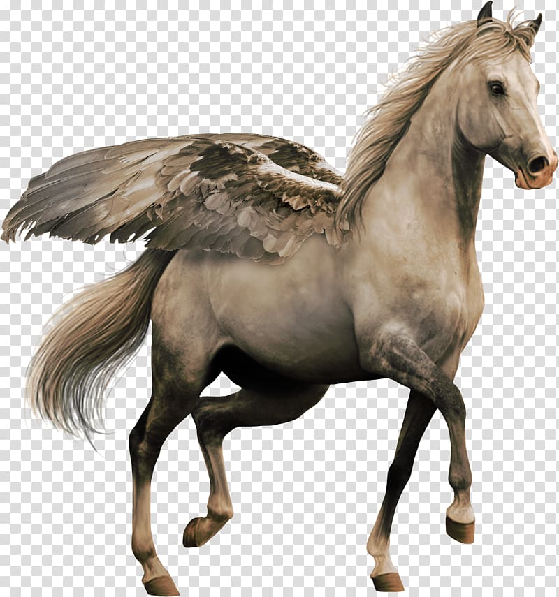 Akhal-Teke , others transparent background PNG clipart
