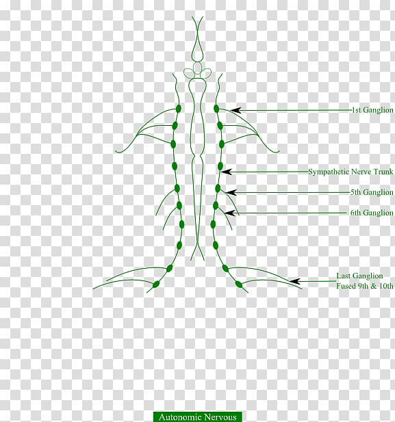 Frog Autonomic nervous system Muscular system Human body, frog transparent background PNG clipart