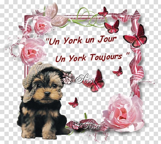 God in Islam Dawah Love Salah, yorkshire terrier transparent background PNG clipart