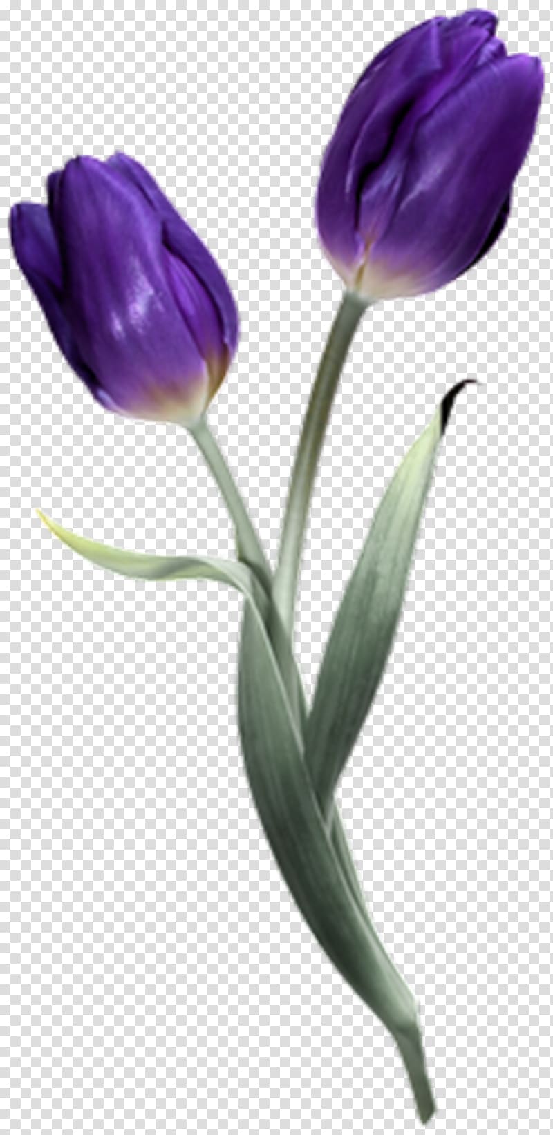 Tulip Flower Scape PaintShop Pro, tulip transparent background PNG clipart