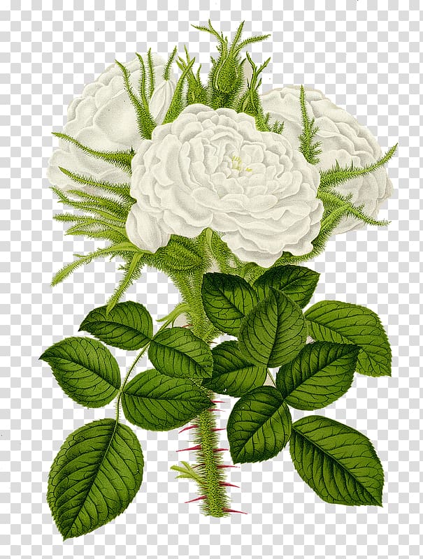 Garden roses Printing Poster Rosa multiflora, design transparent background PNG clipart