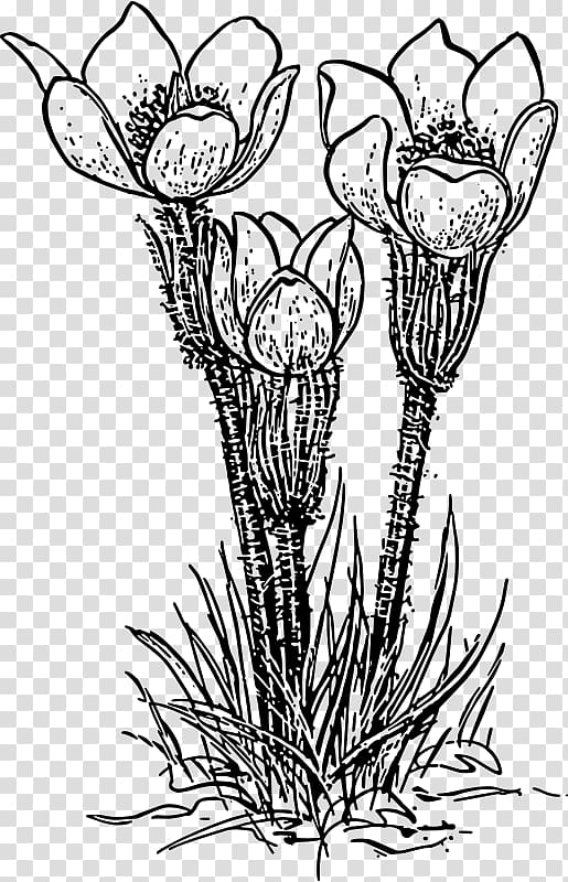 Flower Crocus vernus , flower transparent background PNG clipart