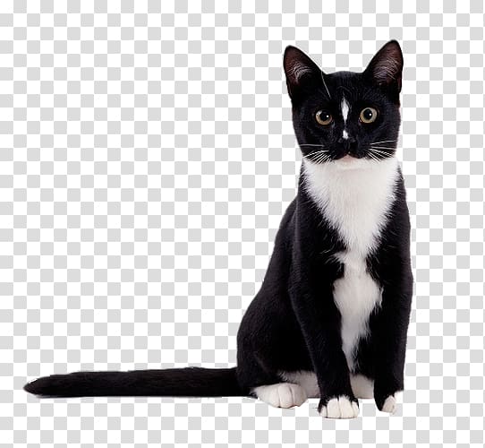 Burmese cat Havana Brown Korat Maine Coon Kitten, Chat noir transparent background PNG clipart