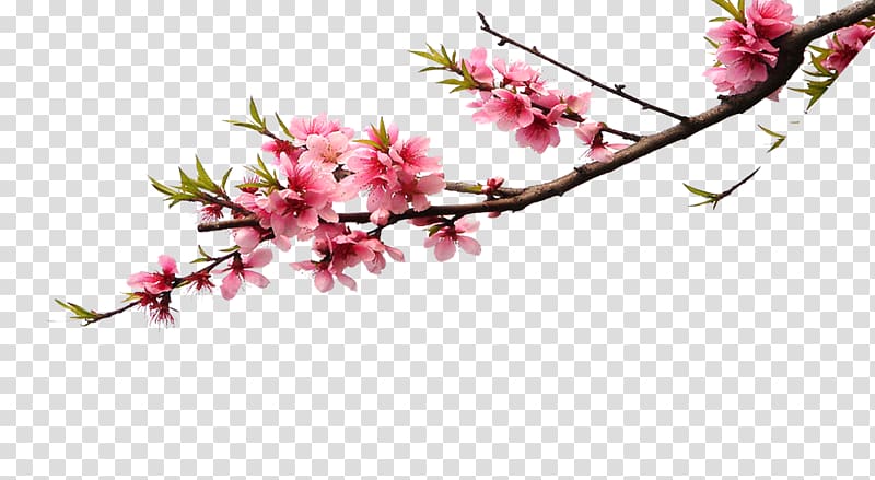 pink blossom tree illustration, Cherry blossom Pink Flower bouquet Color, Pink peach branches transparent background PNG clipart