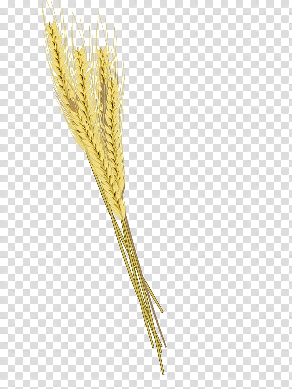 Barley Cereal Ear Einkorn wheat, barley transparent background PNG clipart