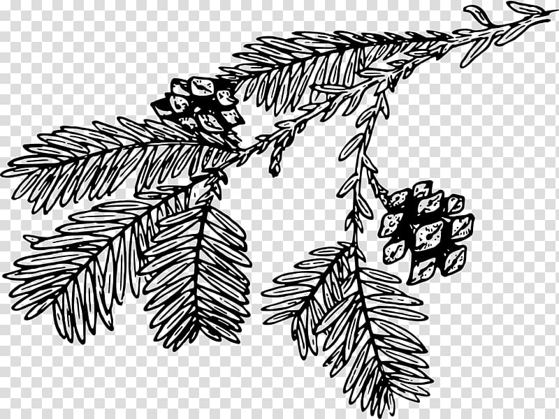 Line art Tree Drawing Redwoods, tree transparent background PNG clipart
