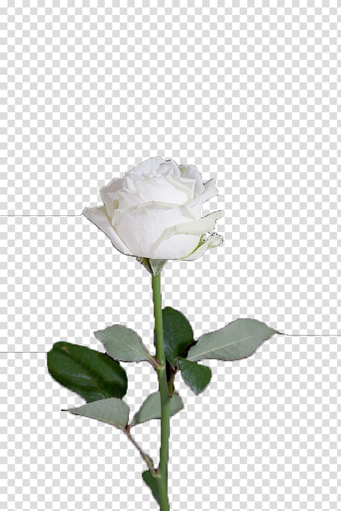 Centifolia roses Garden roses Rosa xd7 alba Flower, White roses transparent background PNG clipart