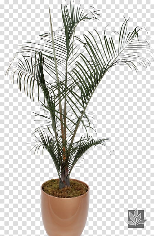 Babassu Palm trees Houseplant African oil palm Dypsis decaryi, best indoor palms transparent background PNG clipart