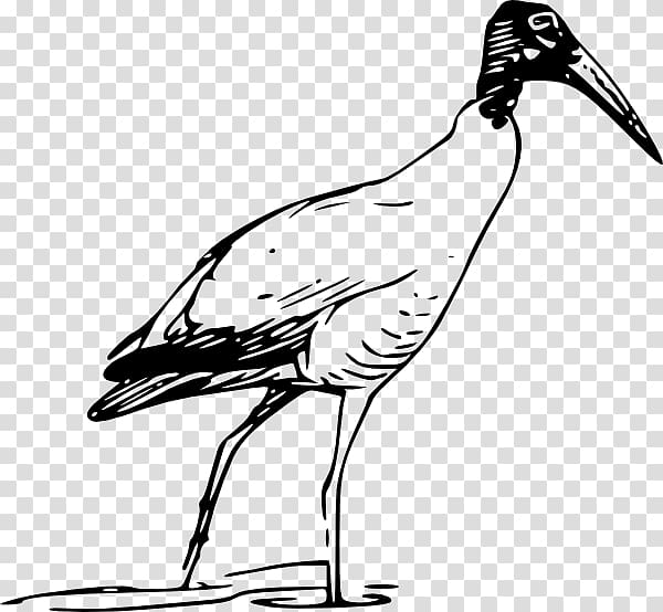 Bird Scarlet ibis Glossy ibis , lake transparent background PNG clipart