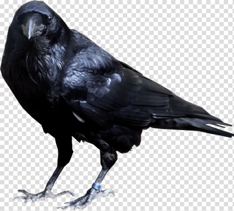 Rook Common raven American crow Portable Network Graphics, Bird transparent background PNG clipart