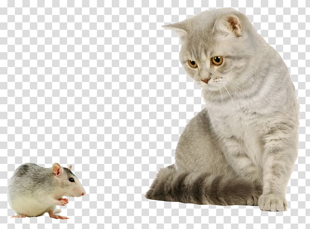 Cat House mouse Puppy Kitten Dog, Cat With Mouse transparent background PNG clipart
