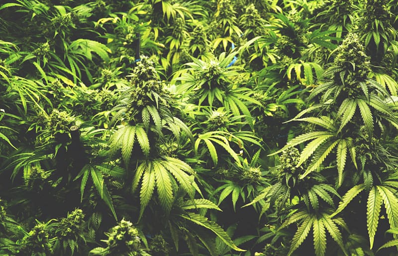 green cannabis plants during daytime, Medical cannabis Legality of cannabis by U.S. jurisdiction Decriminalization, marijuana transparent background PNG clipart