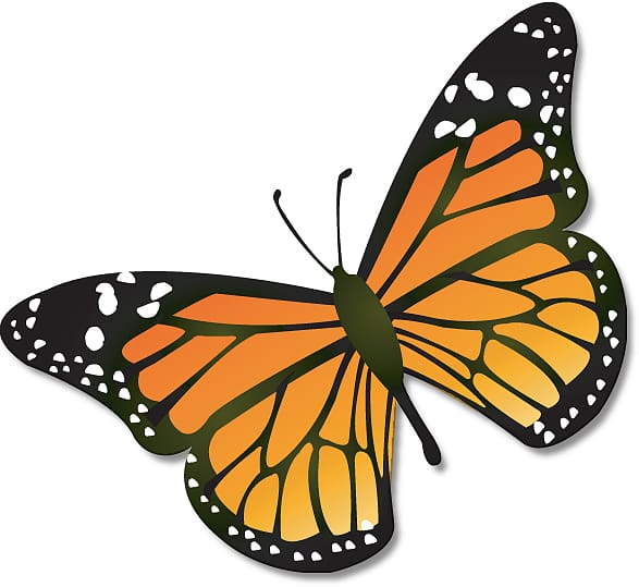 Monarch butterfly , Animal Migration transparent background PNG clipart