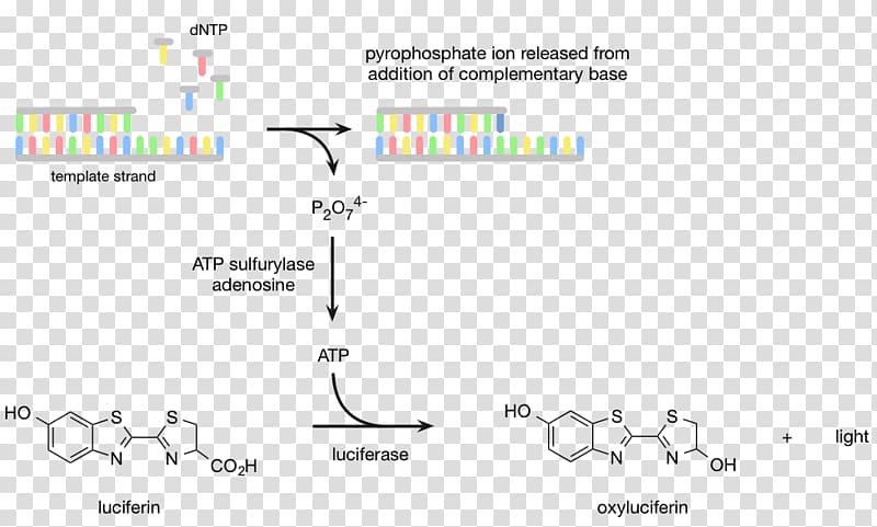 Pyrosequencing DNA sequencing Luciferin Massive parallel sequencing, others transparent background PNG clipart