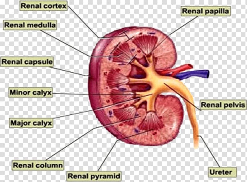 Kidney Human body Excretory system Anatomy Organ, Renal Artery transparent background PNG clipart