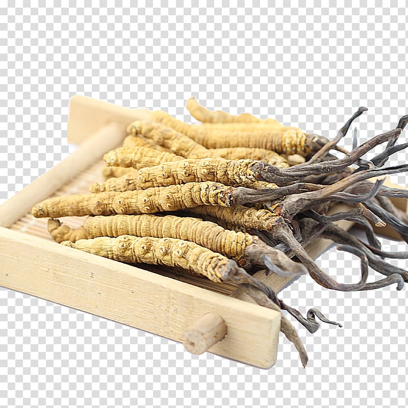 Nagqu Caterpillar fungus Traditional Chinese medicine Cordyceps, Wild Cordyceps Chinese medicine herbs transparent background PNG clipart