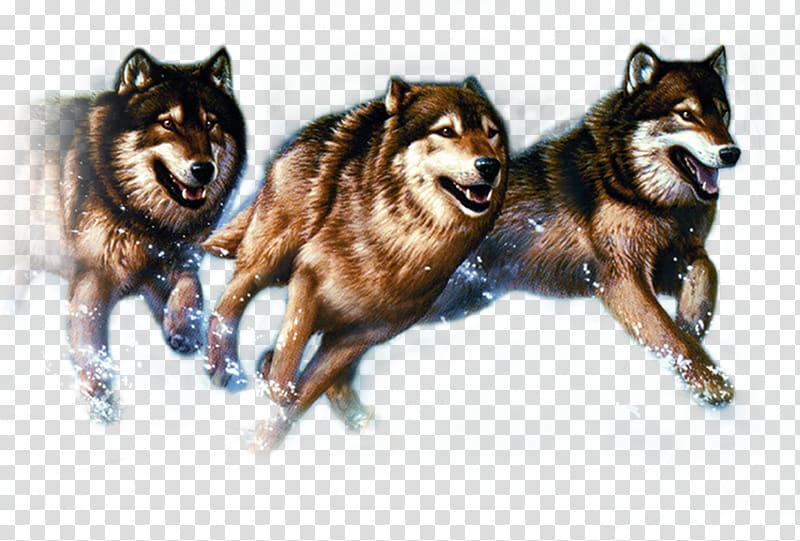 seven wolves transparent background PNG clipart