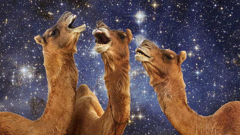 Camelids Rajasthan Desktop Camels in Space, camel transparent background PNG clipart