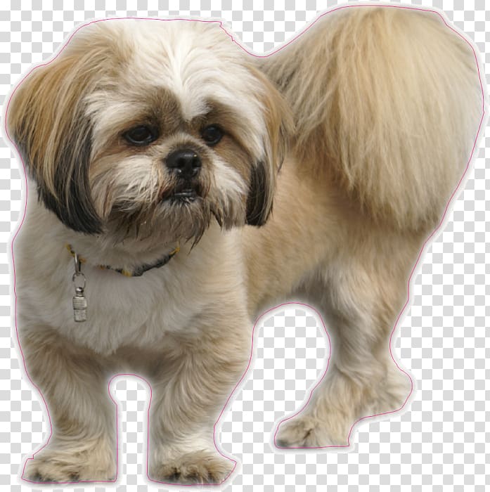 Lhasa Apso Shih Tzu Tibetan Terrier Yorkshire Terrier, puppy transparent background PNG clipart