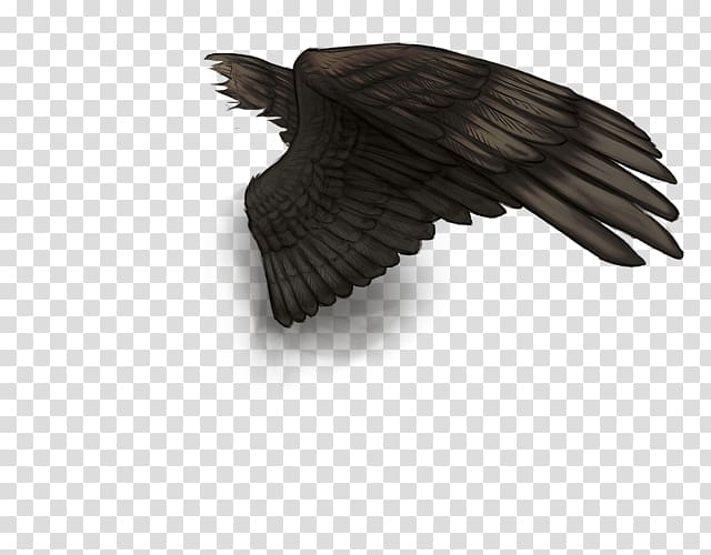 Bird Buffalo wing Feather Vulture, black wings transparent background PNG clipart