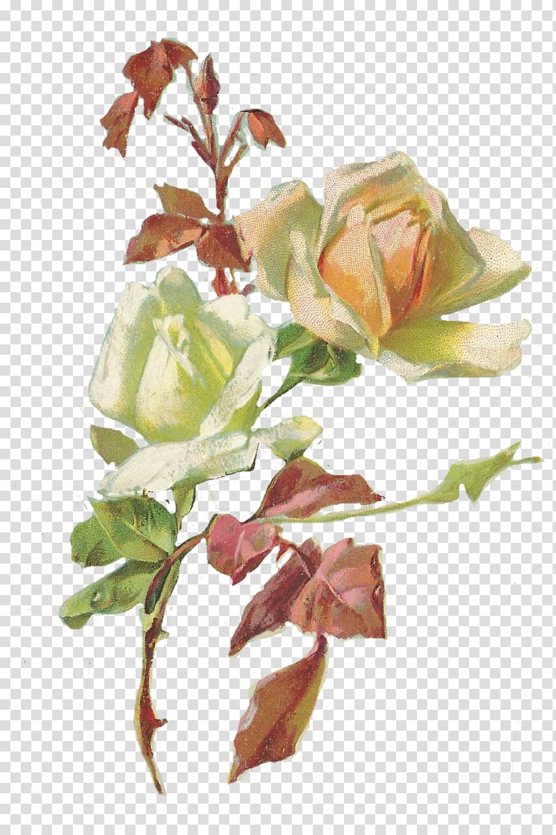 Garden roses Cut flowers Floral design, postcard back transparent background PNG clipart