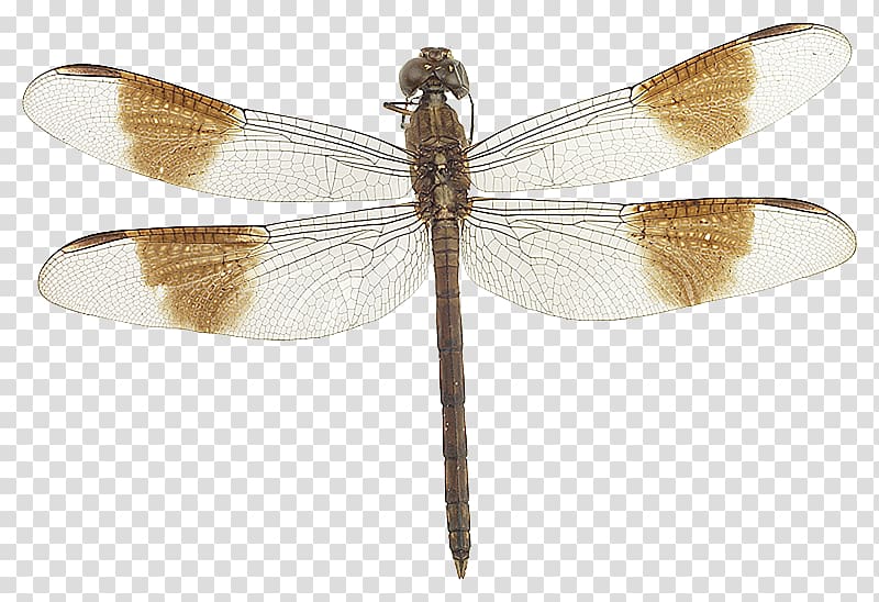 Dragonfly Mass Audubon Arcadia Wildlife Sanctuary Connecticut River Combs Road Net-winged insects, dragonfly transparent background PNG clipart