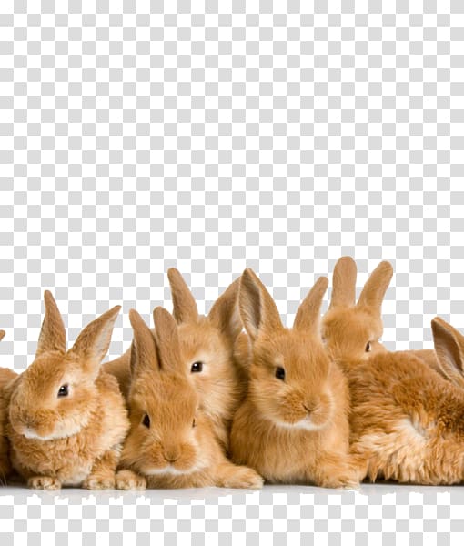 Easter Bunny Holland Lop Domestic rabbit, Easter transparent background PNG clipart
