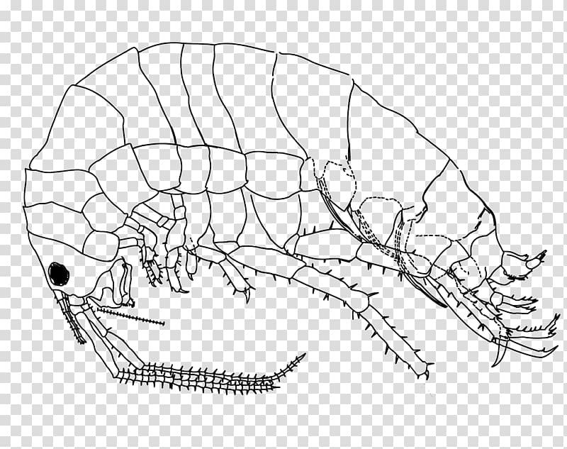 Drawing Platorchestia platensis Amphipods , flea transparent background PNG clipart