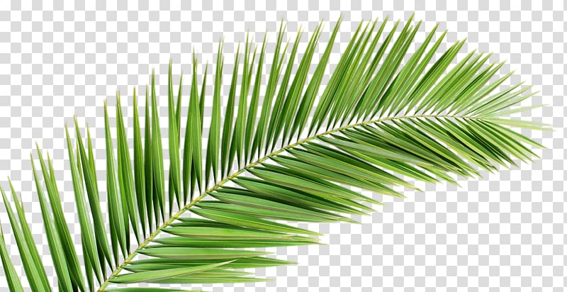 Palm branch Arecaceae Leaf Frond, beach leaves transparent background PNG clipart