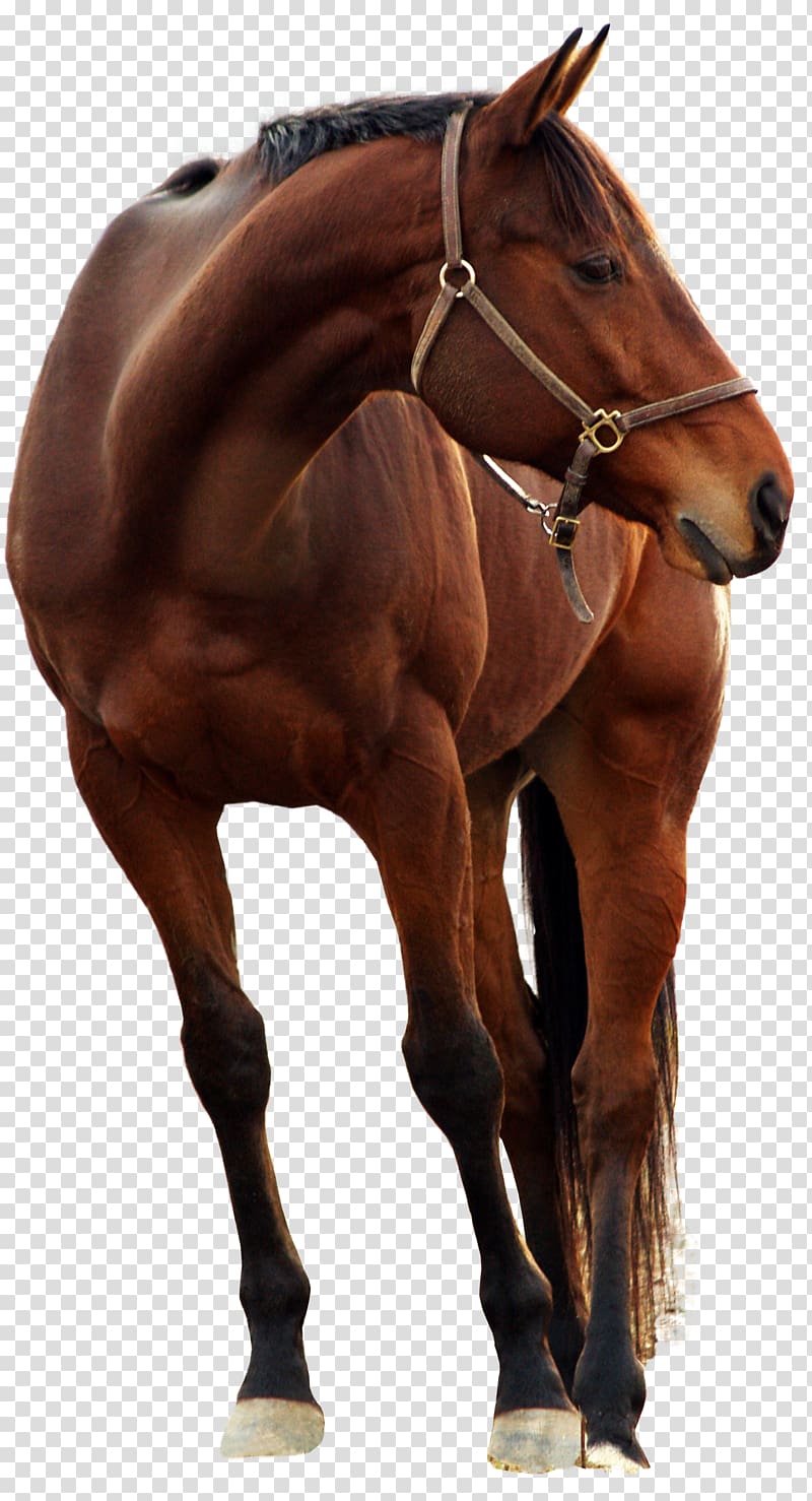 Andalusian horse horse, horse, brown horse transparent background PNG clipart