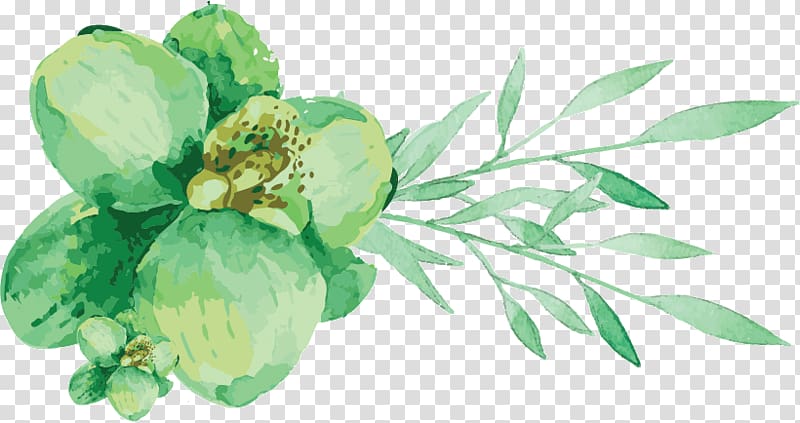 Watercolor painting Engadine Leaf vegetable Cut flowers, watercolor greenery transparent background PNG clipart