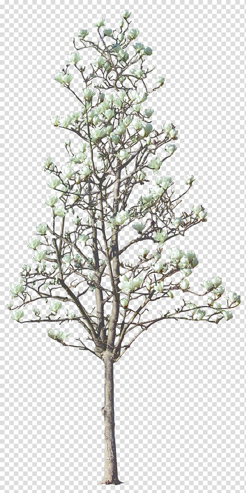 Tree Magnolia Euclidean , Luxuriant trees transparent background PNG clipart