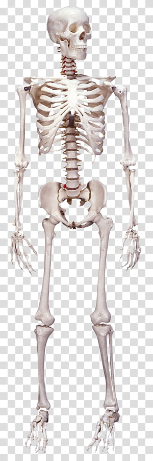 Human Body Anatomy Bones