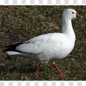 Goose Duck Oligocene Europe Anatidae, goose transparent background PNG clipart thumbnail