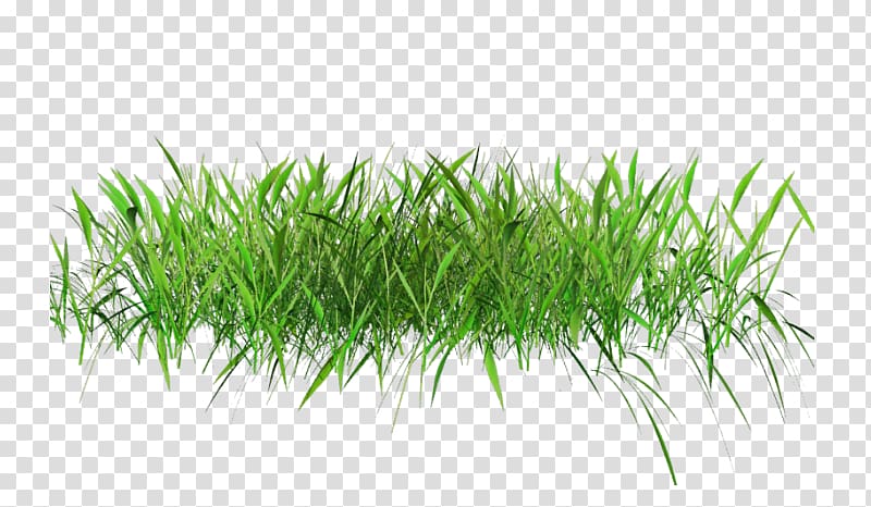 , Fountain Grass transparent background PNG clipart