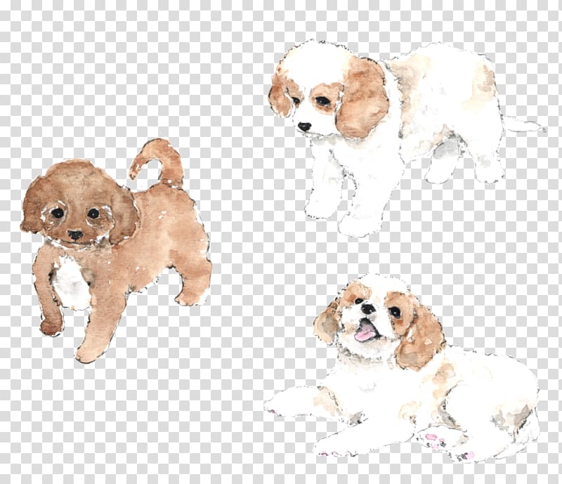 Cavachon Cavapoo Cavalier King Charles Spaniel Cockapoo American Cocker Spaniel, Cavachon Puppy transparent background PNG clipart