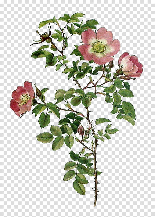Garden roses Cabbage rose Burnet rose Sweet-Brier Floribunda, flower transparent background PNG clipart