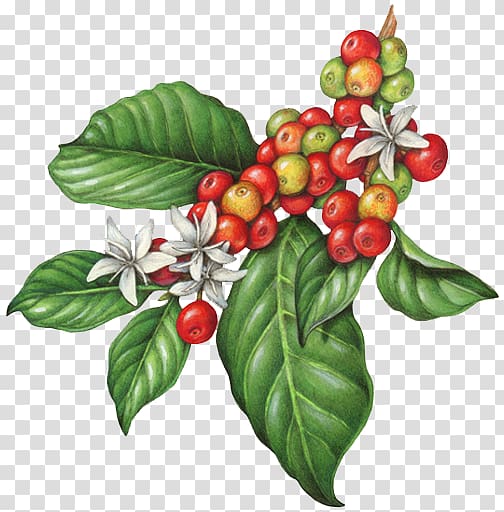 ripe and unripe coffee beans illustration, Coffee bean Cafe Tea Espresso, botanical flowers transparent background PNG clipart