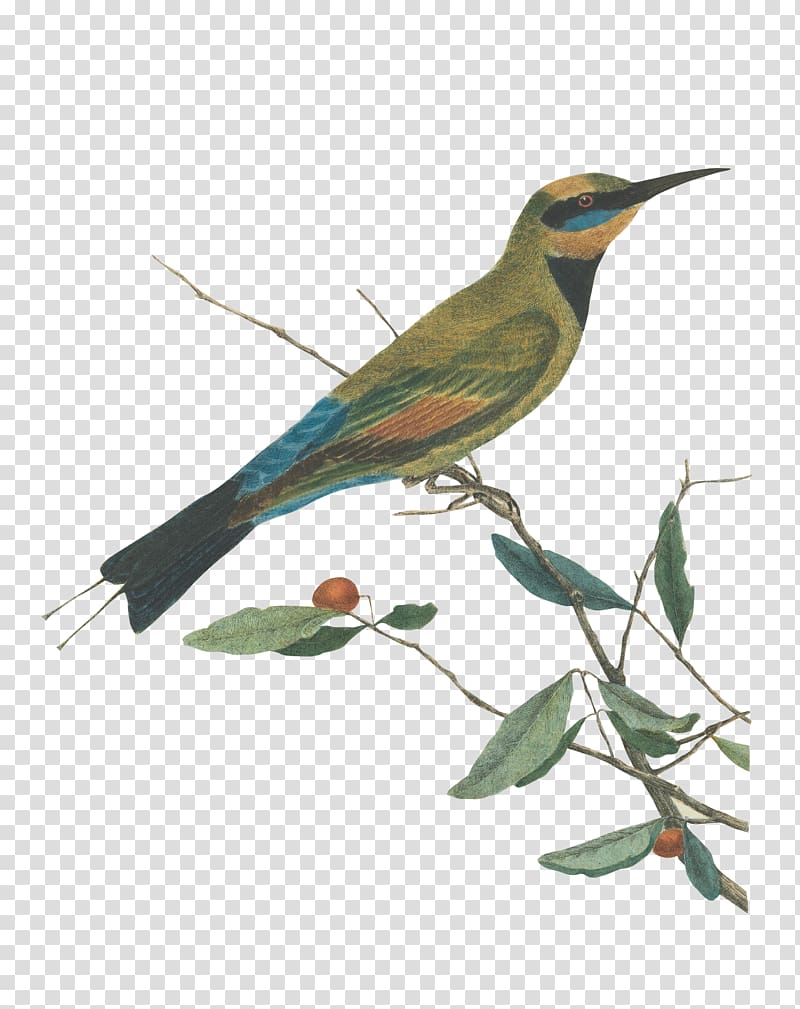 Mountain bee eater.Lewin, John. Birds of New South Wales with their natural history. Sydney: G. Howe, 1813 Mountain bee eater.Lewin, John. Birds of New South Wales with their natural history. Sydney: G. Howe, 1813, bird transparent background PNG clipart