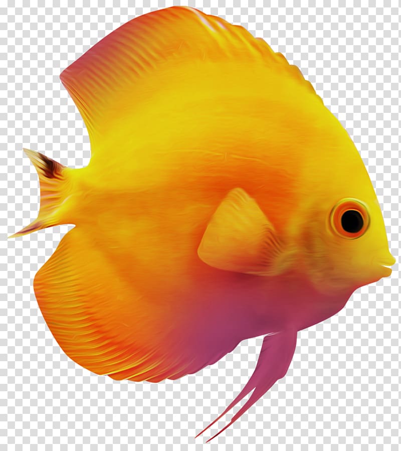 Goldfish , fish transparent background PNG clipart