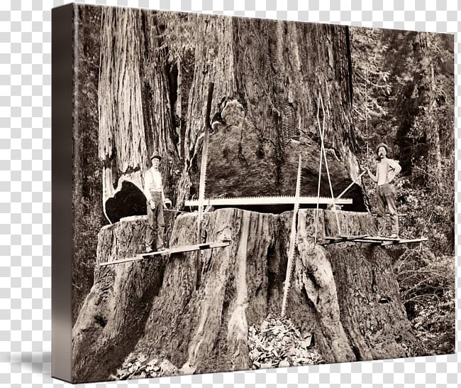 Trunk Gallery wrap Canvas Humboldt County, California Coast redwood, Giant Sequoia transparent background PNG clipart